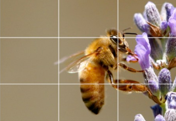 蜂的特写镜头在一朵花的与叠加的栅格线